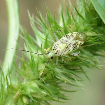 صورة Taedia marmorata (Uhler 1894)