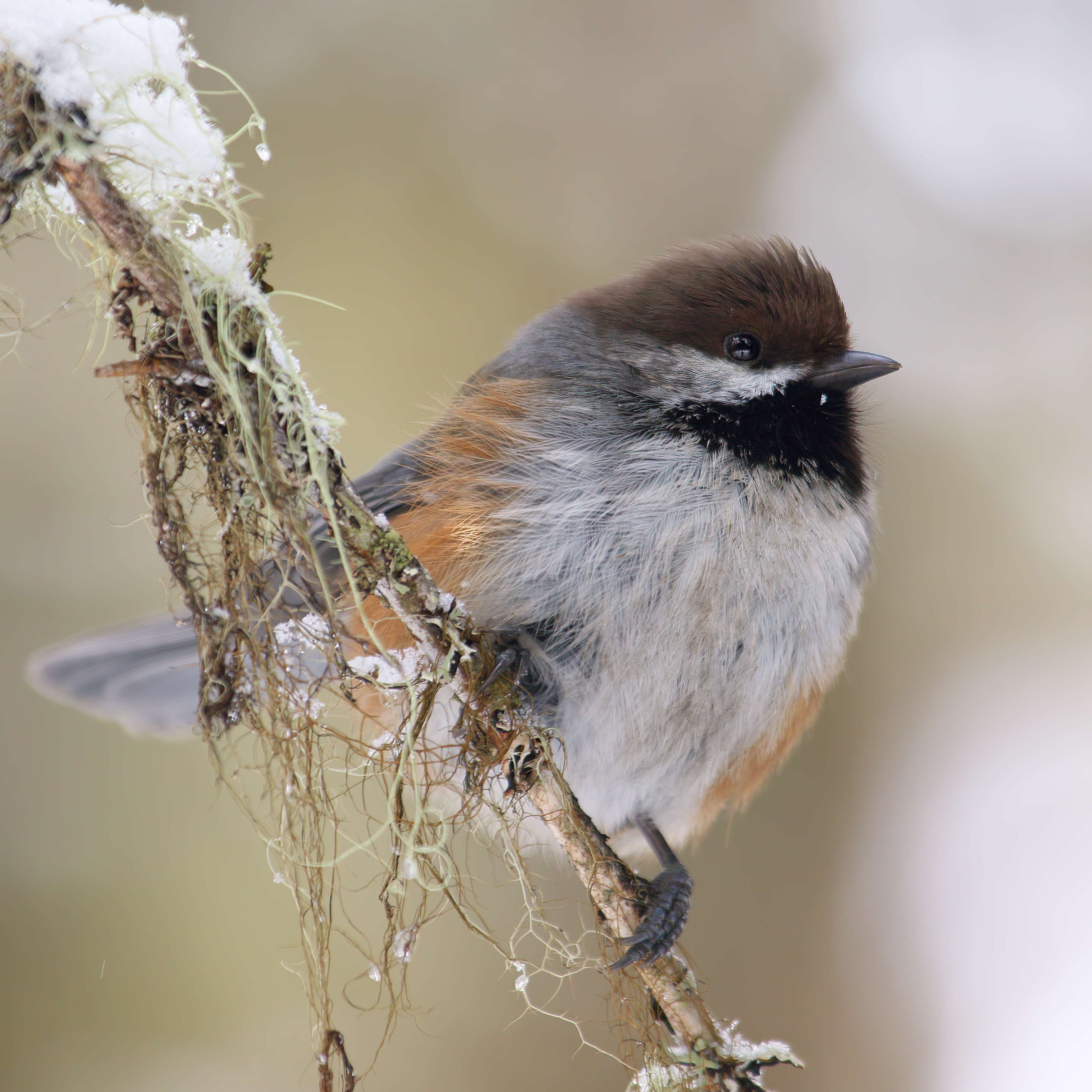 Image de Mésange à tête brune