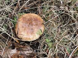 Tricholoma albobrunneum (Pers.) P. Kumm. 1871的圖片