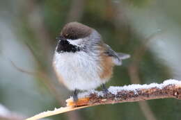 Image de Mésange à tête brune