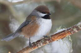 Image de Mésange à tête brune