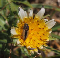 Image of Acmaeodera flavolineata Laporte & Gory 1835