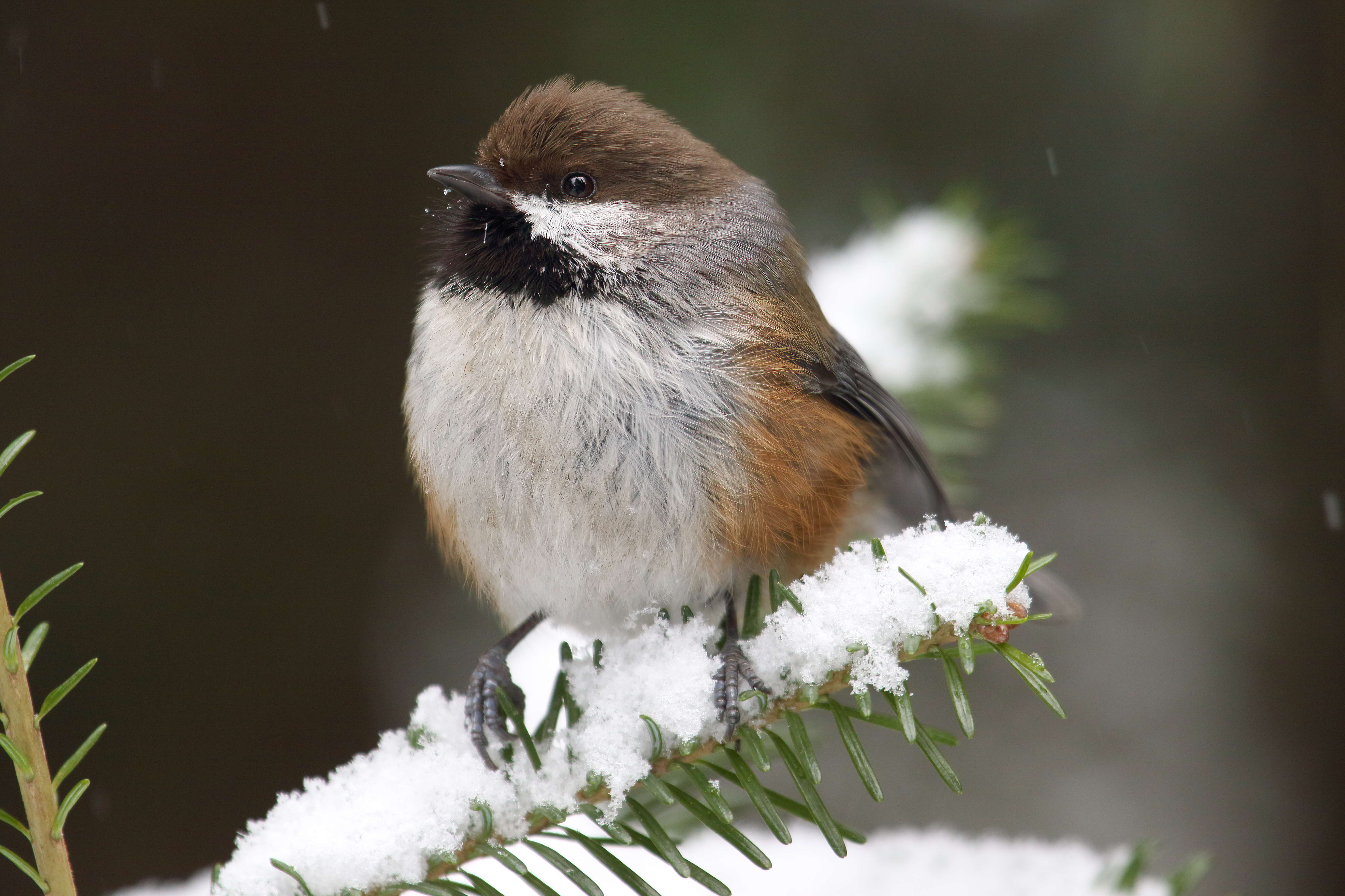 Image de Mésange à tête brune