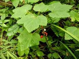 Image of red currant