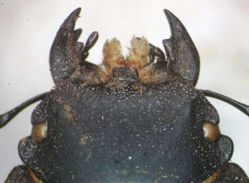 Image of Apterodorcus