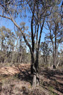 صورة Eucalyptus macrorhyncha subsp. macrorhyncha