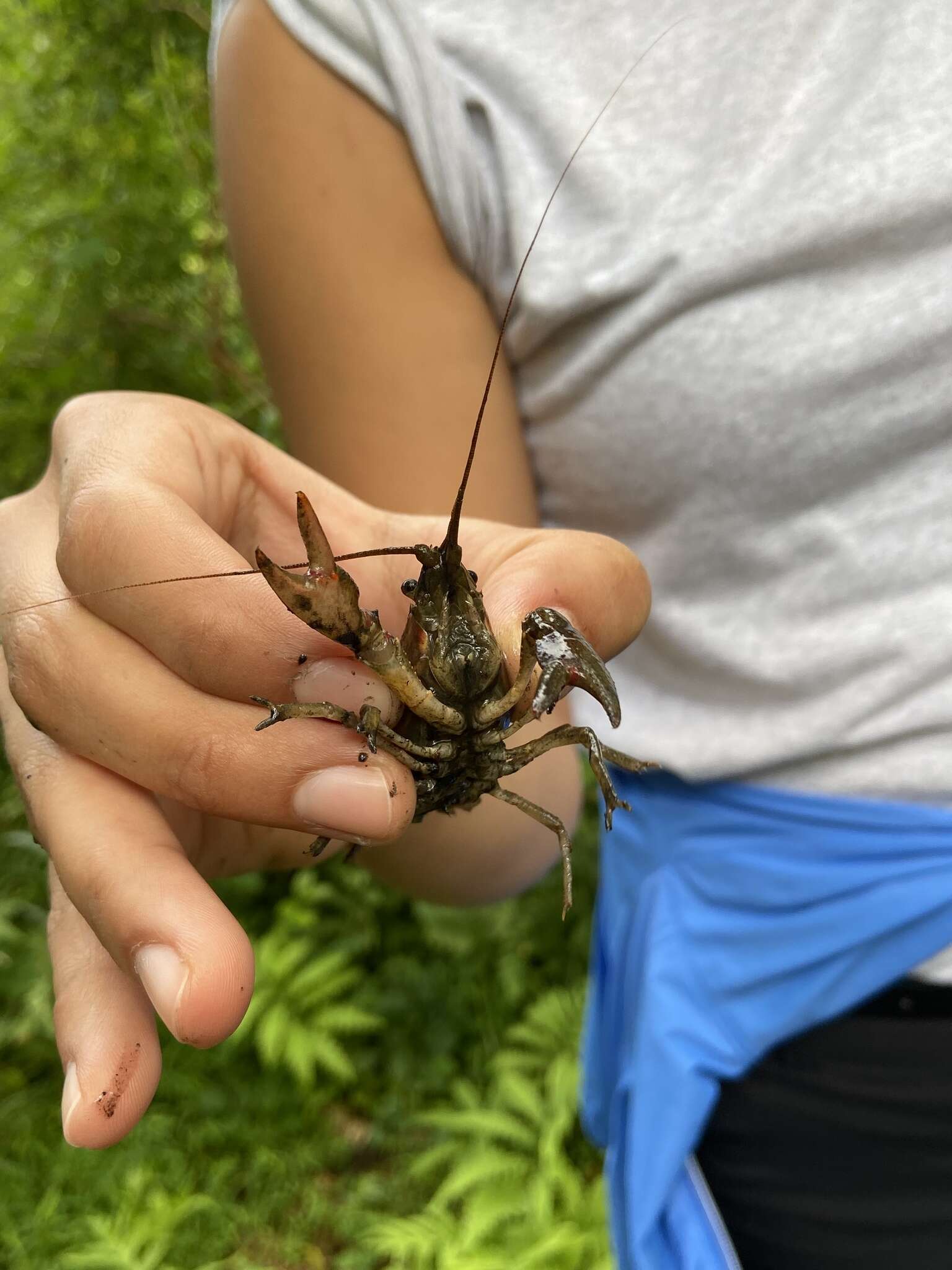 Image of Faxonius obscurus