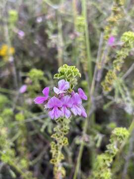 Indigofera candolleana Meissner的圖片