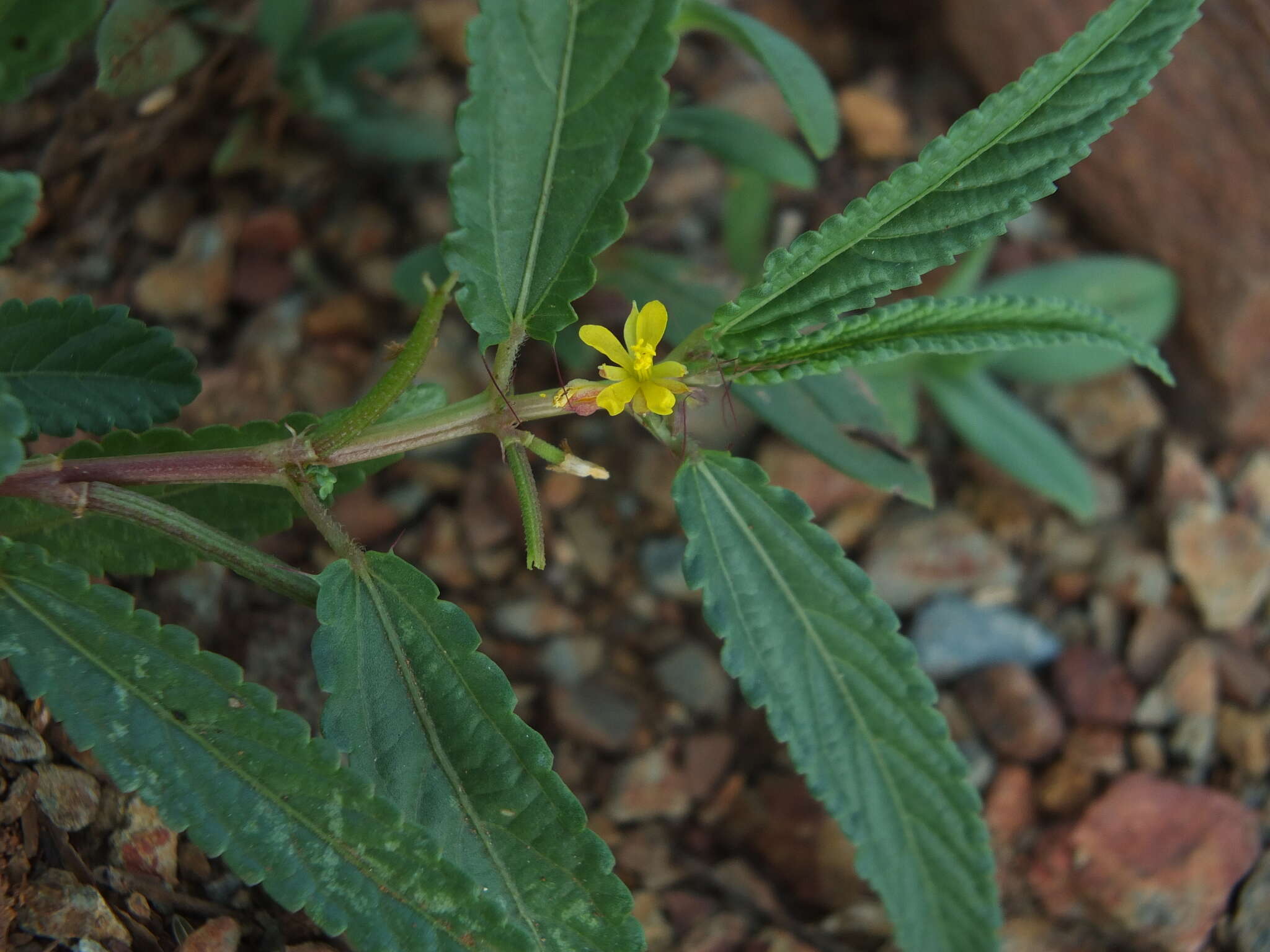 Image of Horn-fruited jute