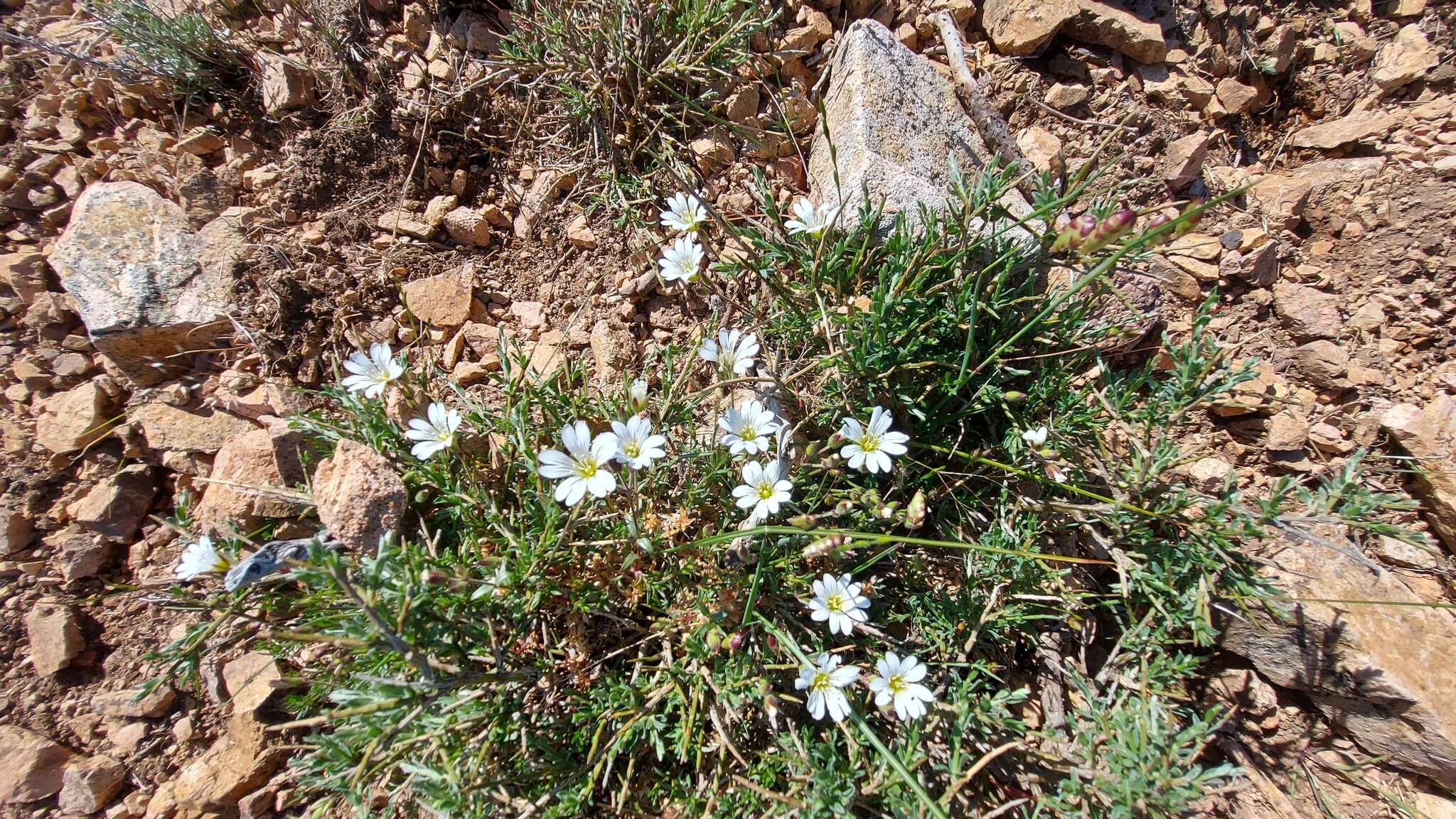 صورة Cerastium soleirolii Duby