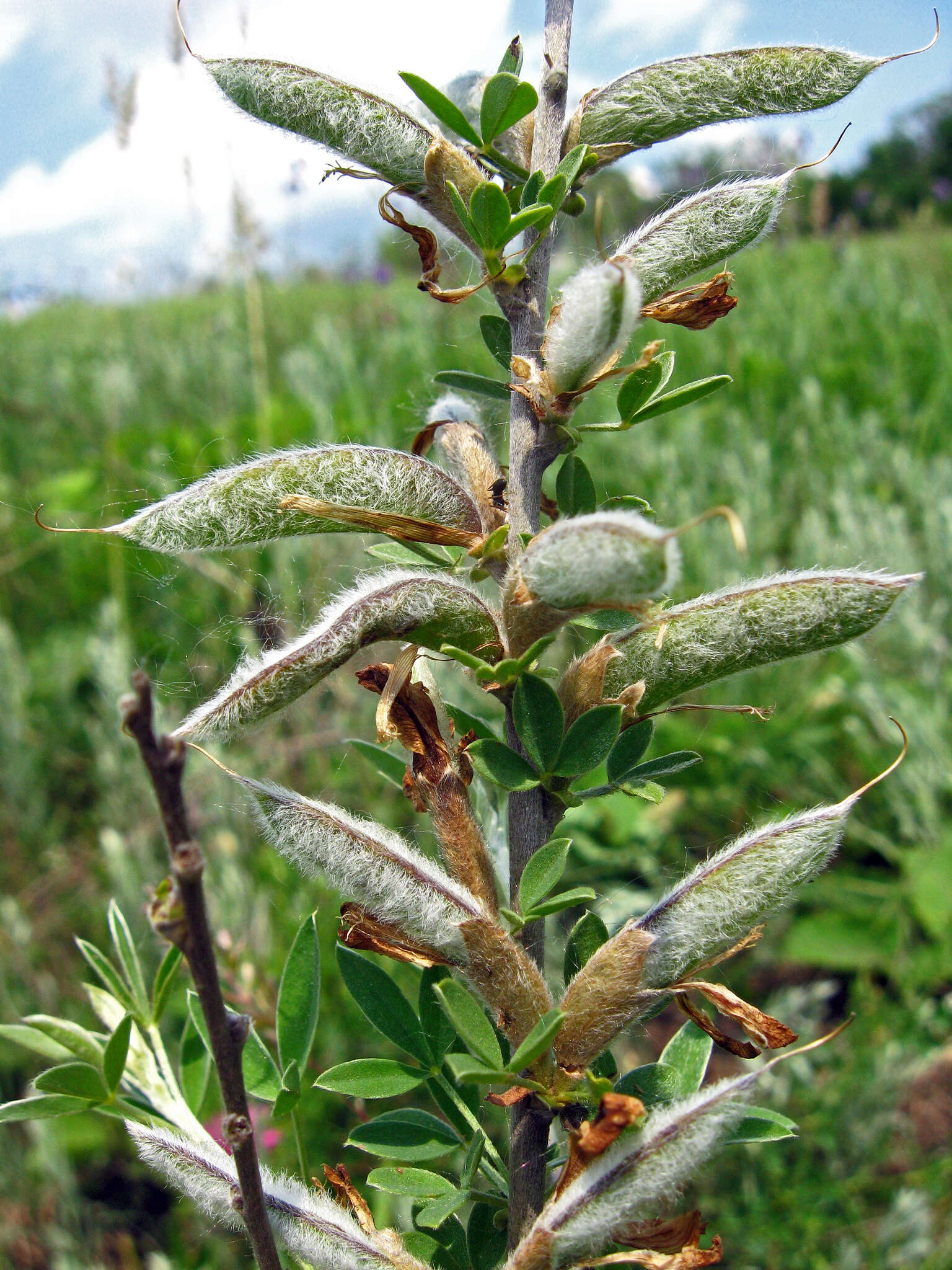 Image of Cytisus ruthenicus Wol.