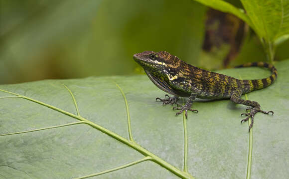 Image de Anolis danieli Williams 1988