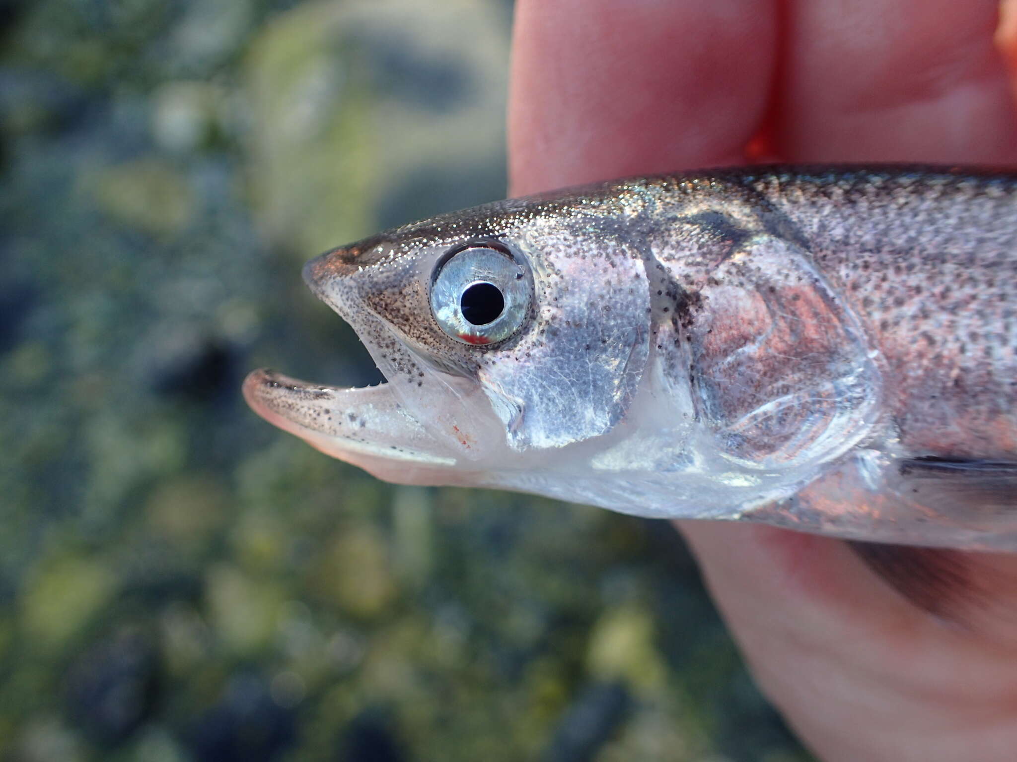 Image of Thaleichthys