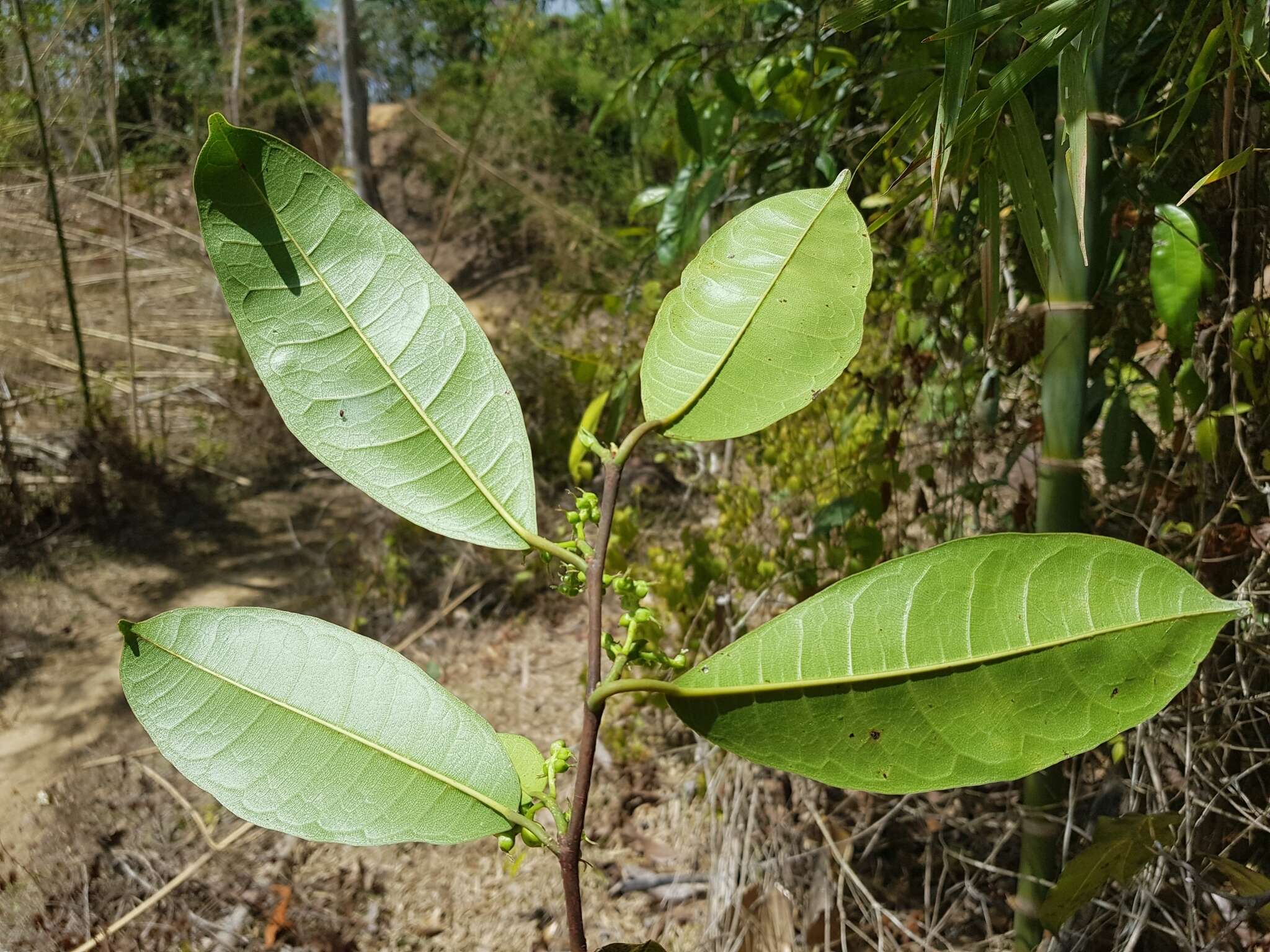 Слика од Streblus dimepate (Bur.) C. C. Berg