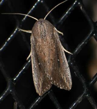 Image of <i>Leucania subpunctata</i>