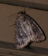 Image of Copper Underwing