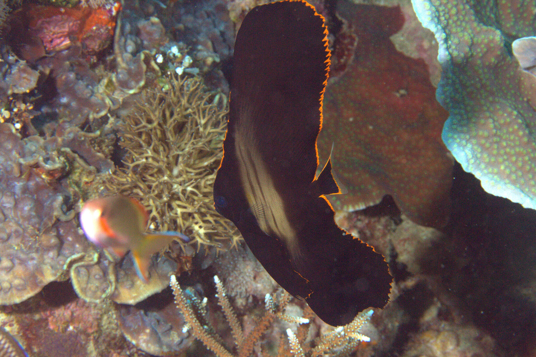 Image of Longfin batfish