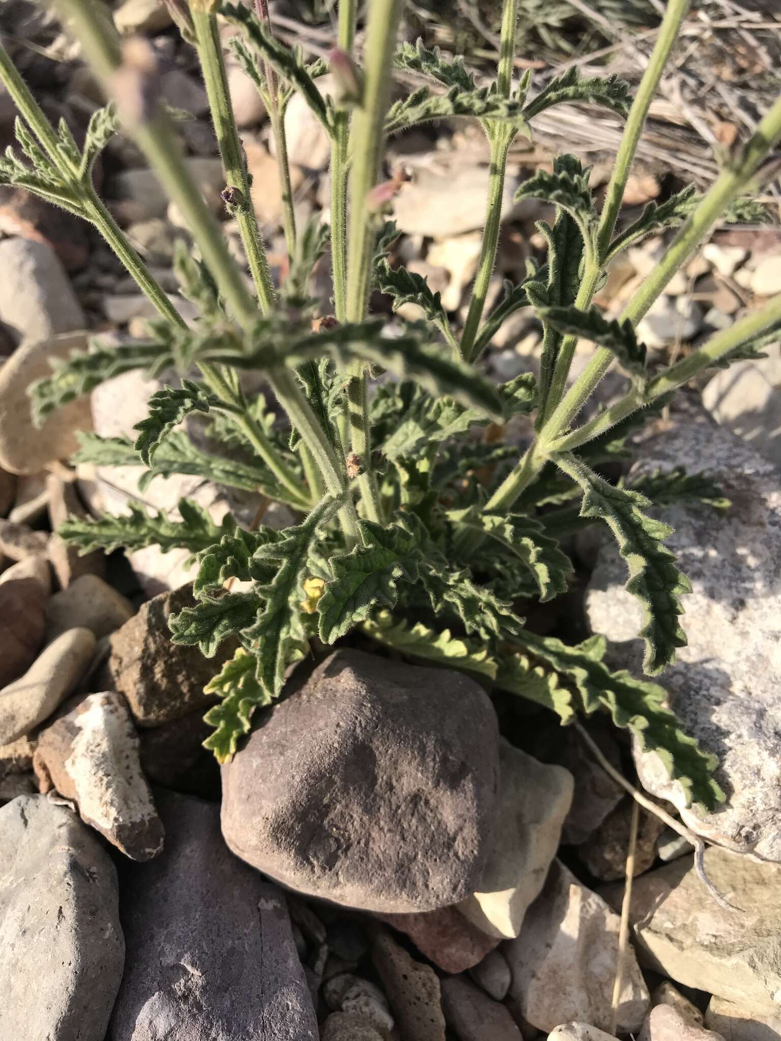 Sivun Verbena neomexicana (A. Gray) Briq. kuva