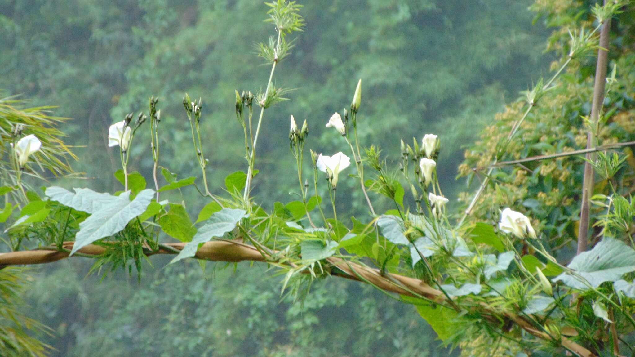 Image of Ipomoea chiriquensis Standl.