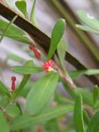 Image of Grevillea pauciflora R. Br.