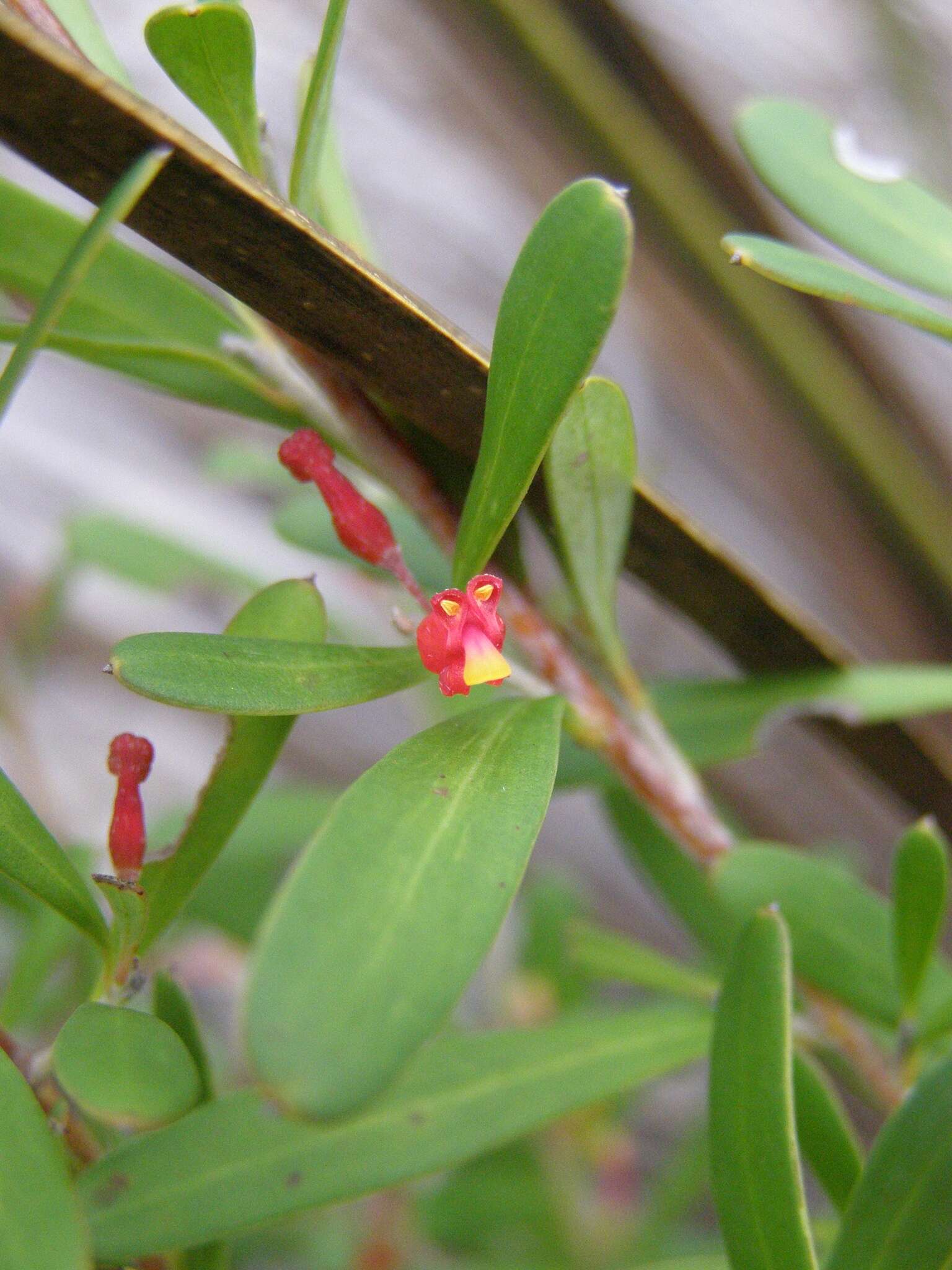 Image of Grevillea pauciflora R. Br.