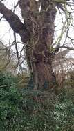 Image of Wych elm