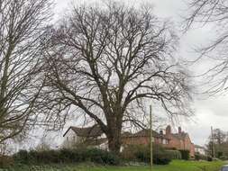 Image of Wych elm