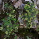 Image of Saxifraga subverticillata Boiss.