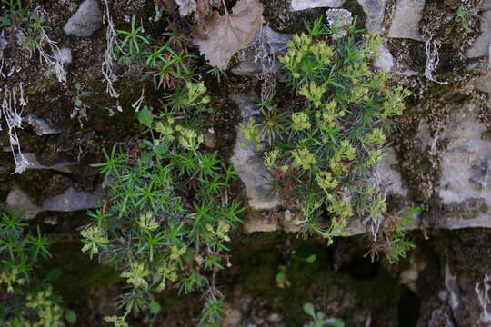 Image of Saxifraga subverticillata Boiss.