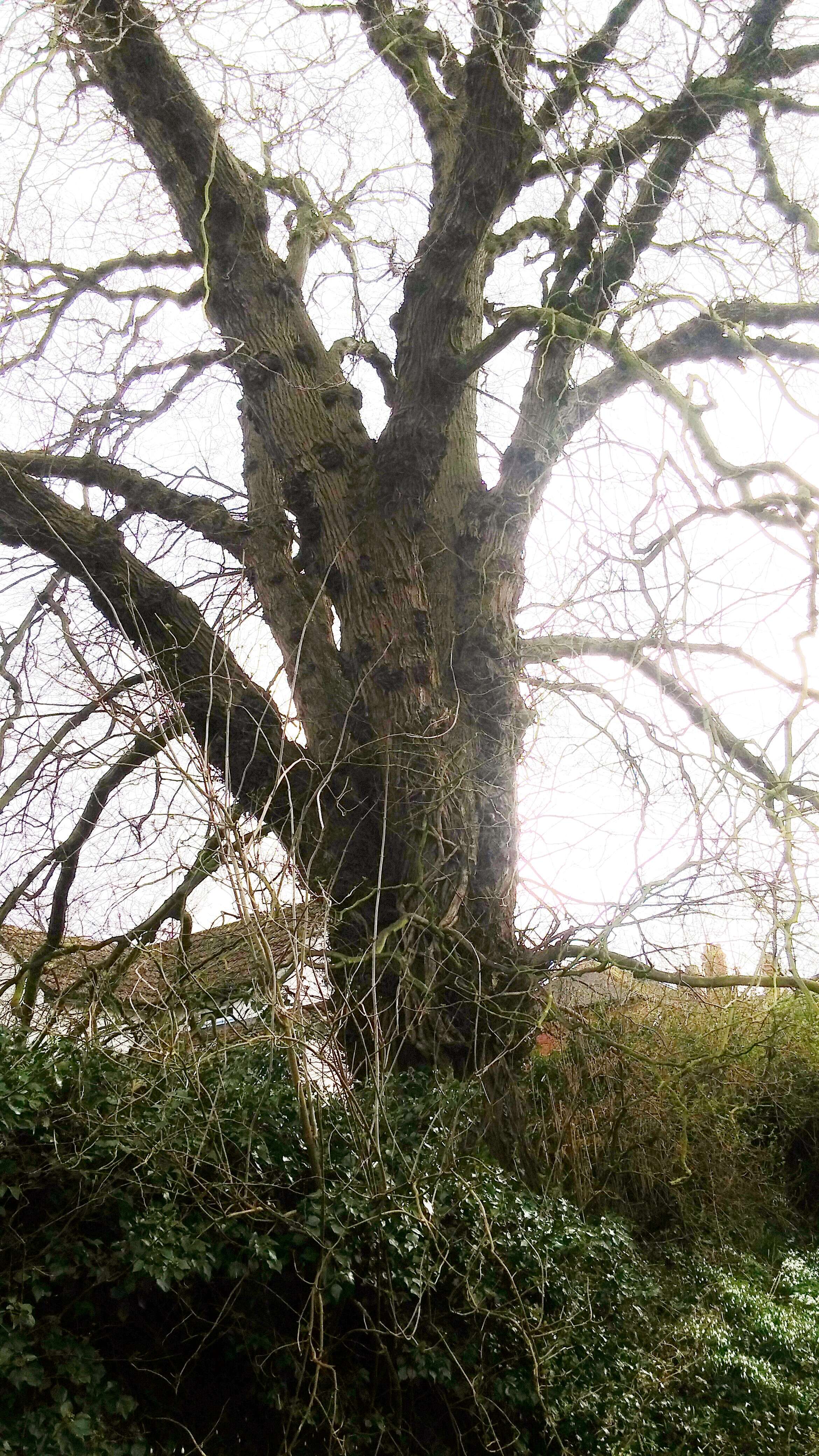 Image of Wych elm