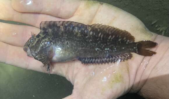 Image of Notchbrow blenny