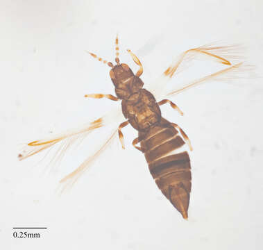 Image of Caliothrips marginipennis (Hood 1912)