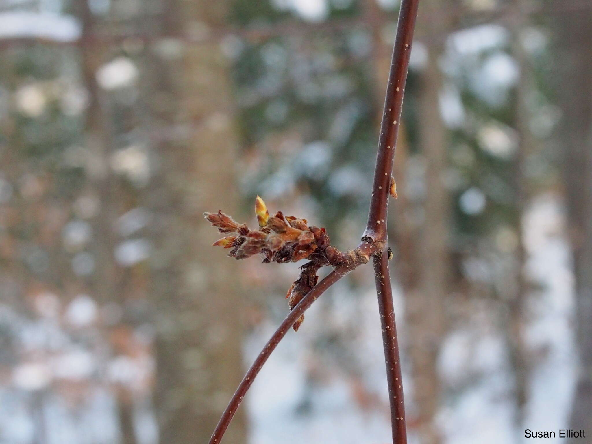 Image of Black birch