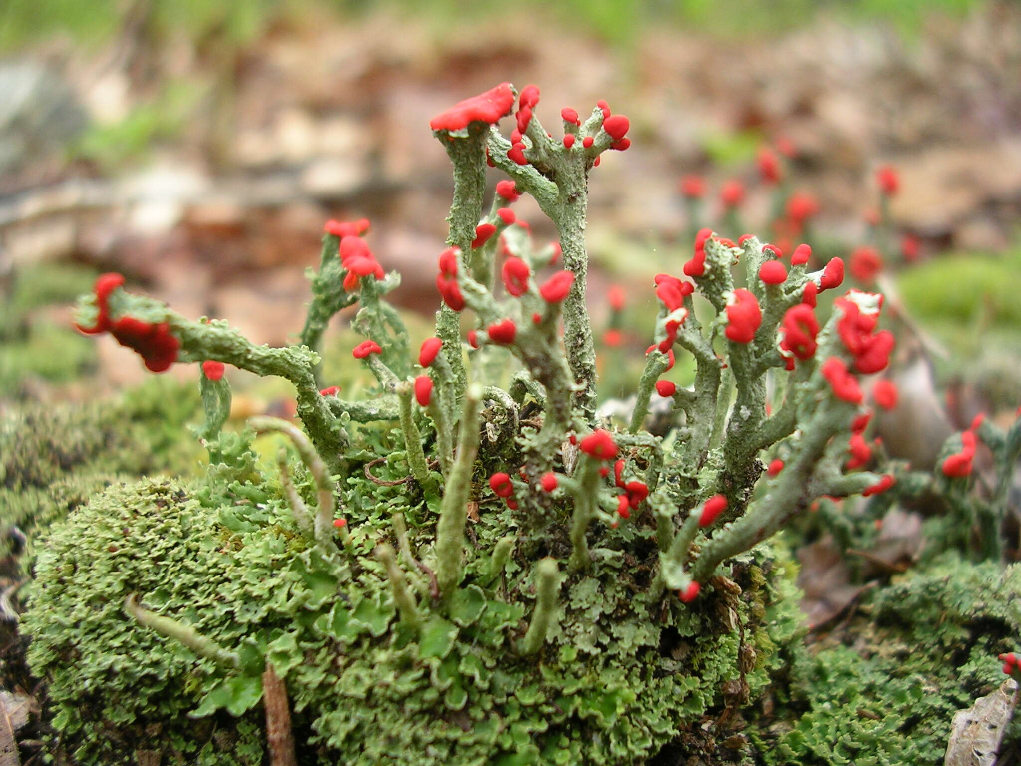 Слика од Cladonia cristatella Tuck.