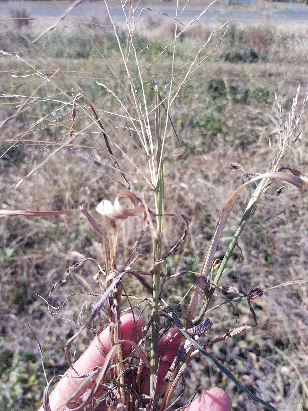 Image of Digitaria porrecta S. T. Blake