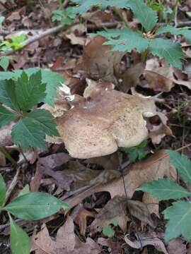 Image of Russula densifolia Secr. ex Gillet 1876