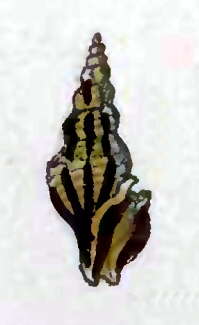 Image of Agathotoma neglecta (C. B. Adams 1852)