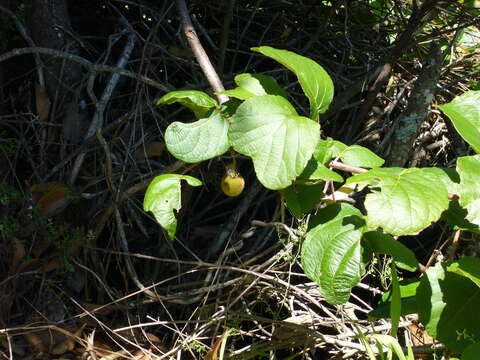 Image de Actinidia chinensis var. hispida C. F. Liang