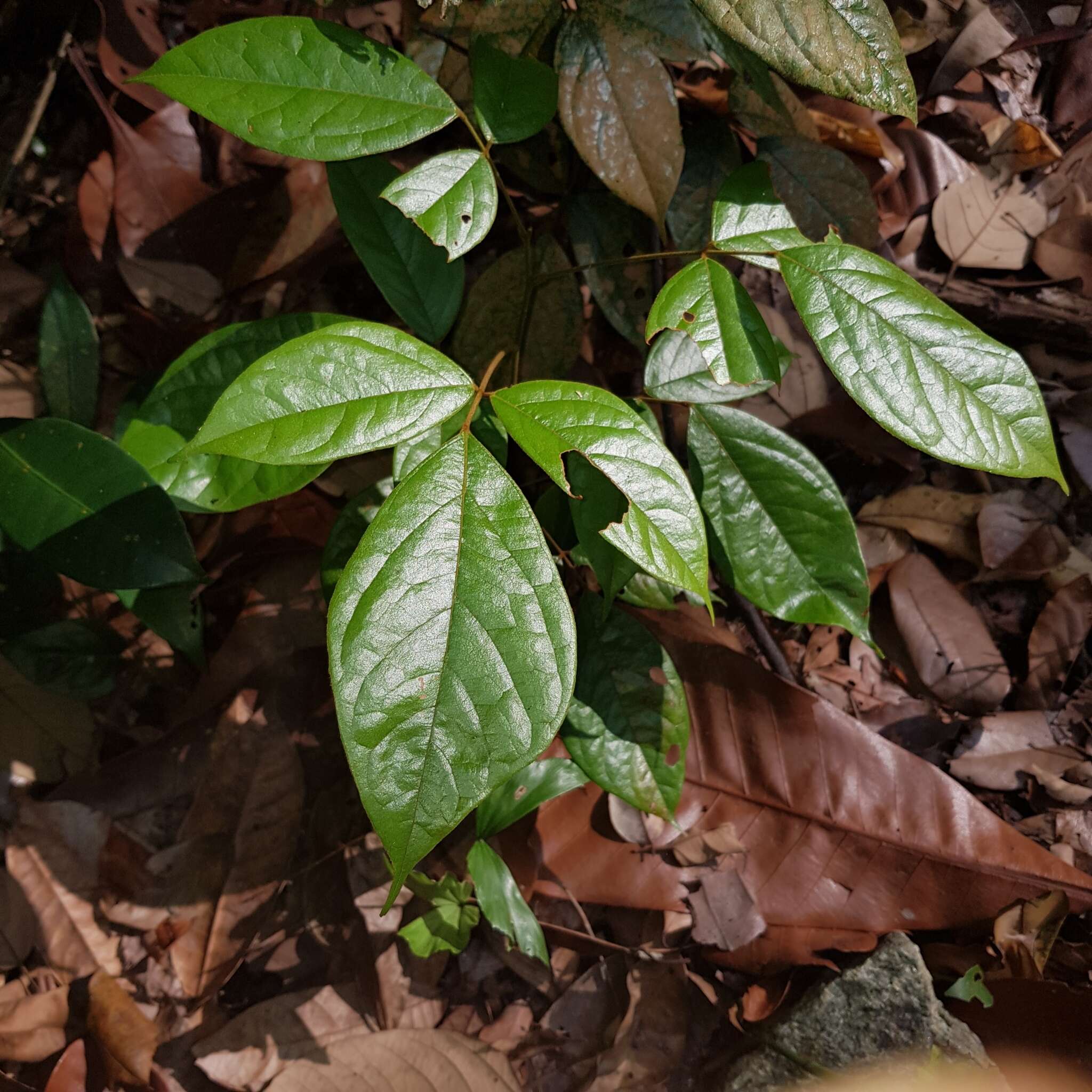 Image of Agelaea borneensis (Hook. fil.) Merr.