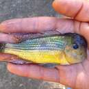 Imagem de Gymnogeophagus tiraparae González-Bergonzoni, Loureiro & Oviedo 2009