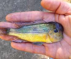 Image of Gymnogeophagus tiraparae González-Bergonzoni, Loureiro & Oviedo 2009