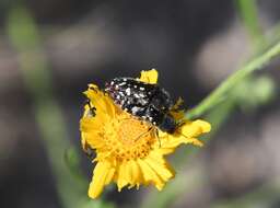 Image of Acmaeodera rubronotata Laporte & Gory 1835