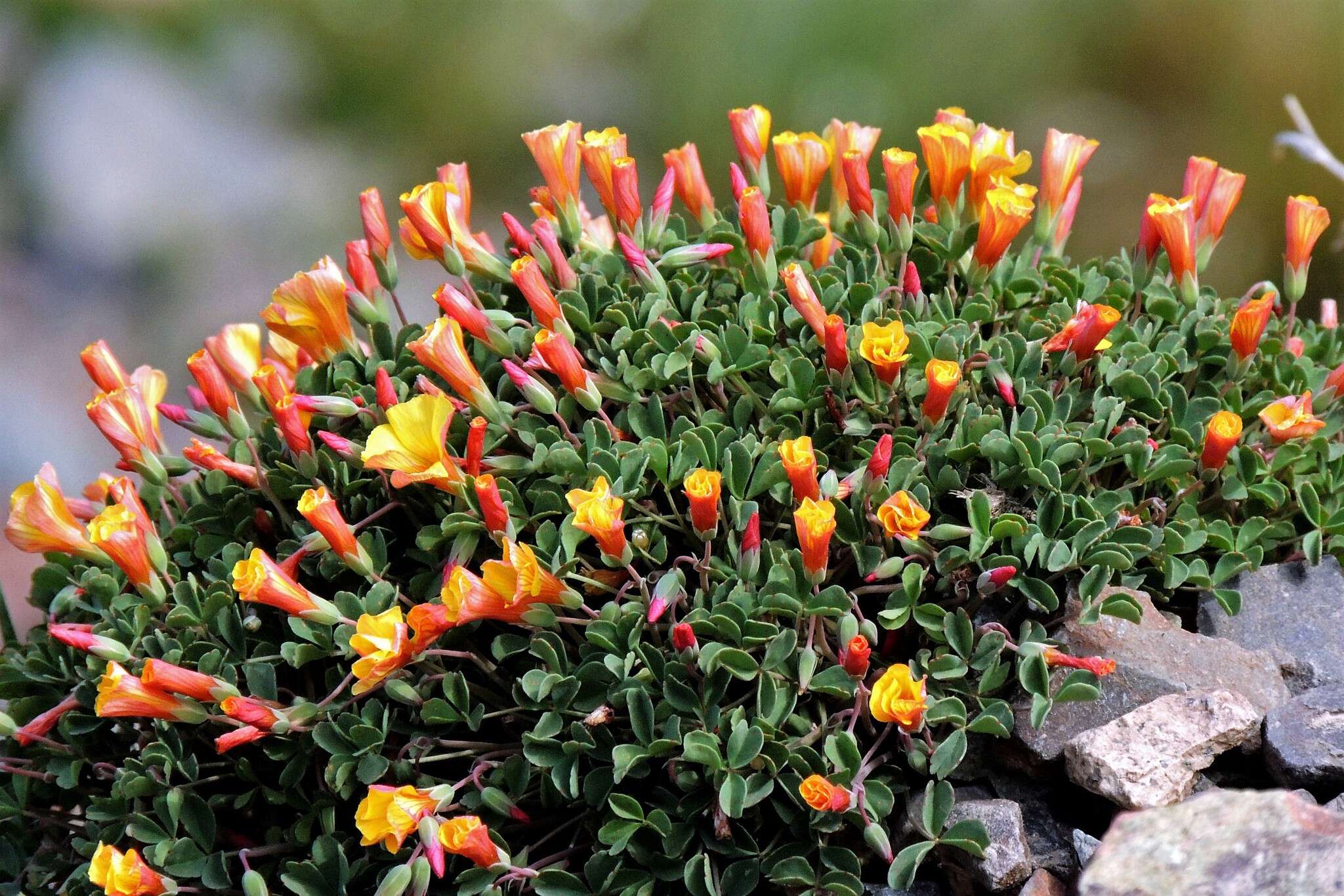 Imagem de Oxalis subacaulis Gill.