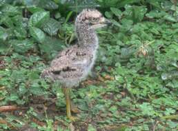 Image of Cape Thick-knee