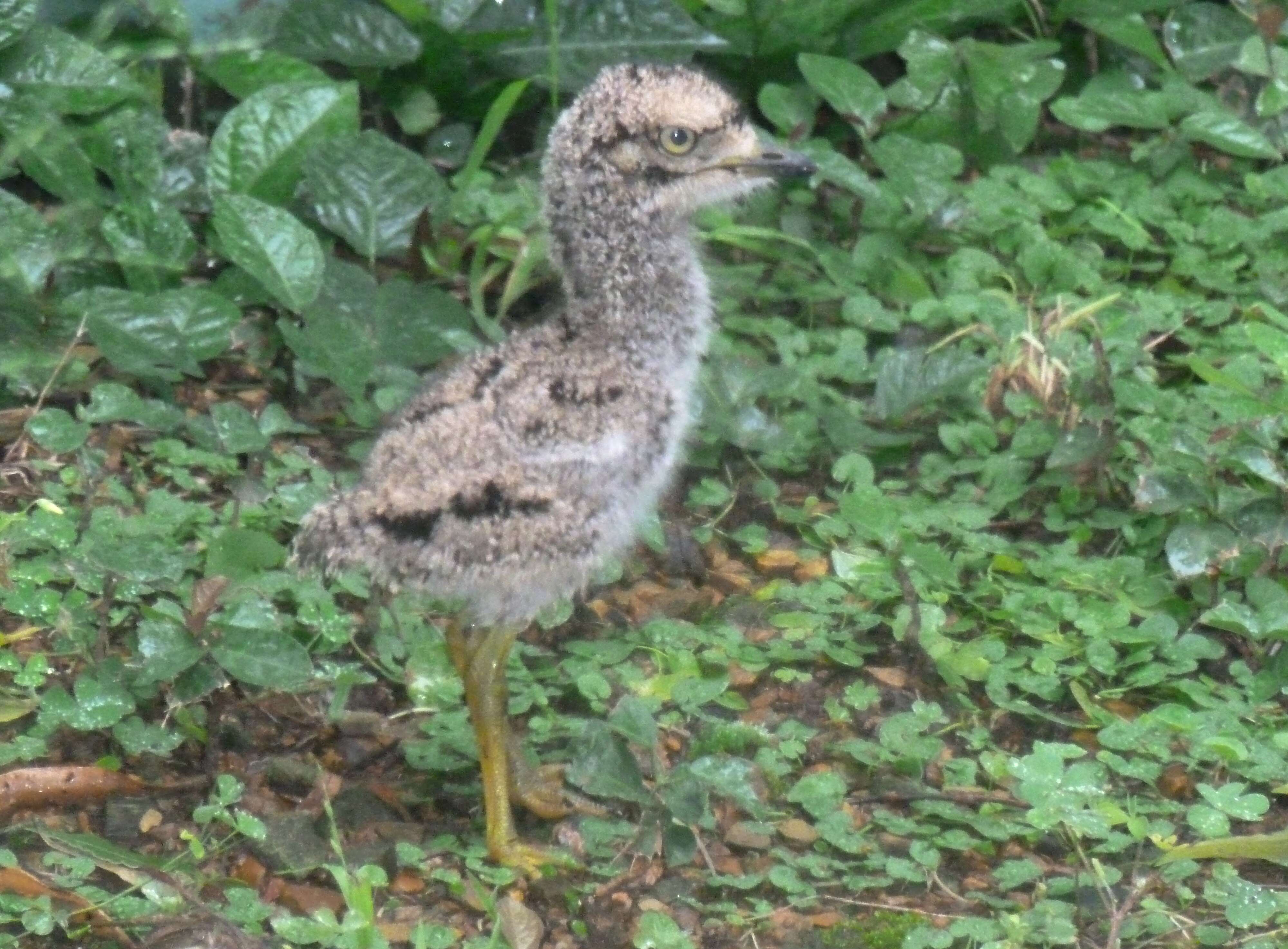 Image of Cape Thick-knee