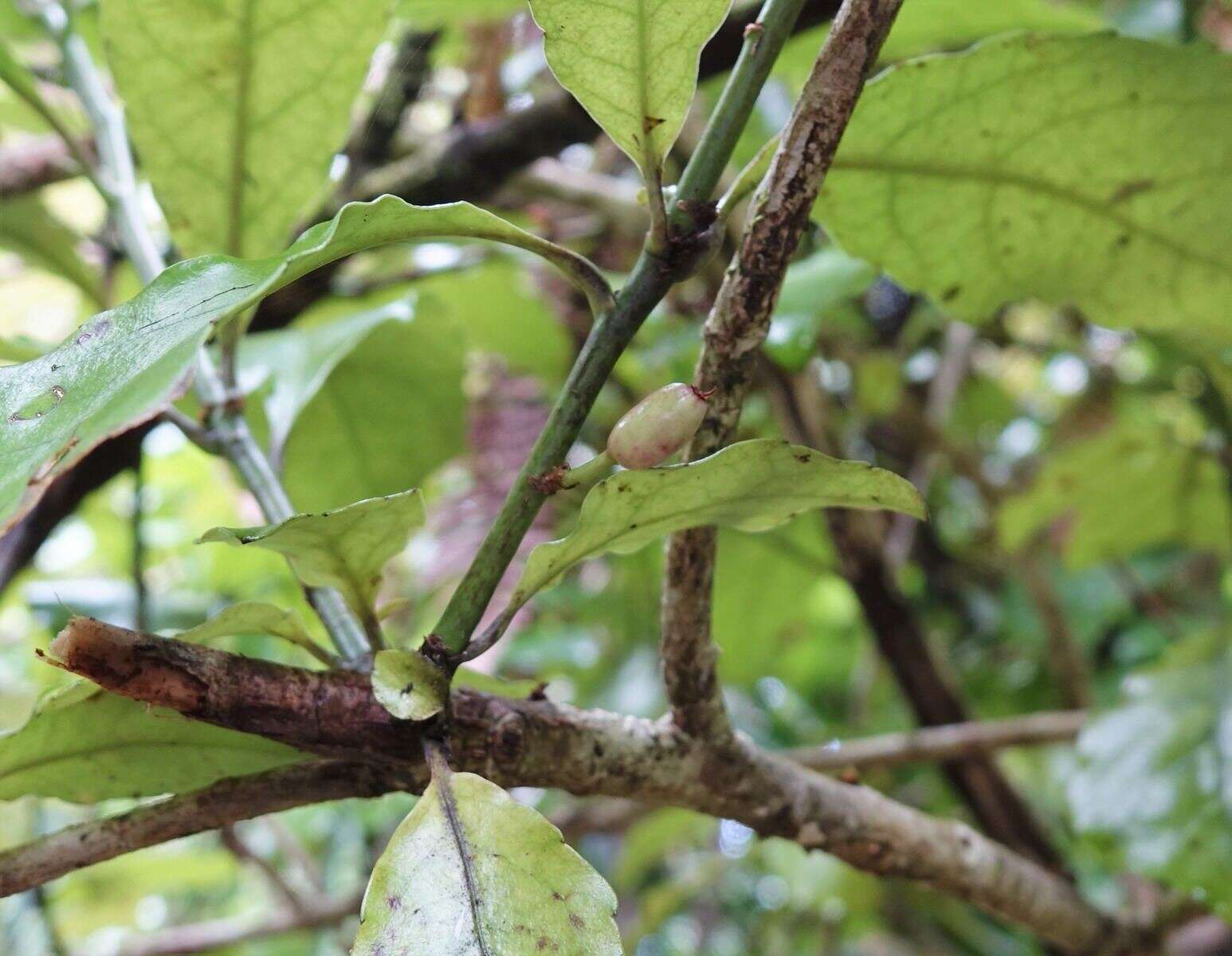 Image of Shrubby honeysuckle