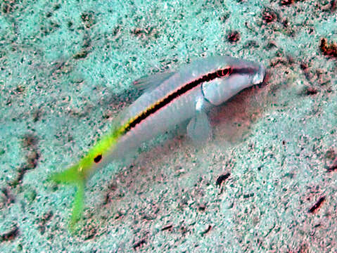 Image of Forsskal&#39;s goatfish