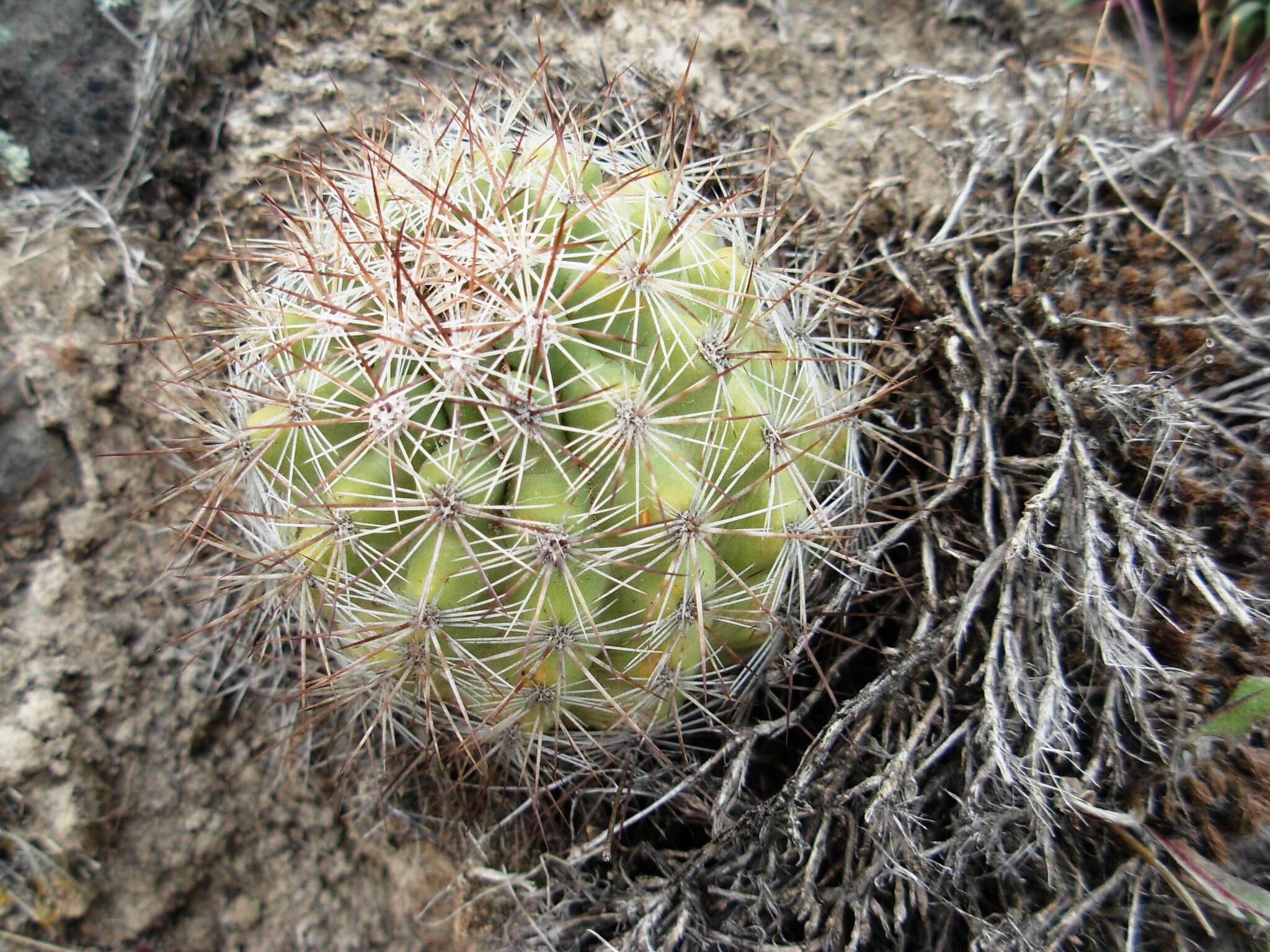 Image of Simpson's Hedgehog Cactus