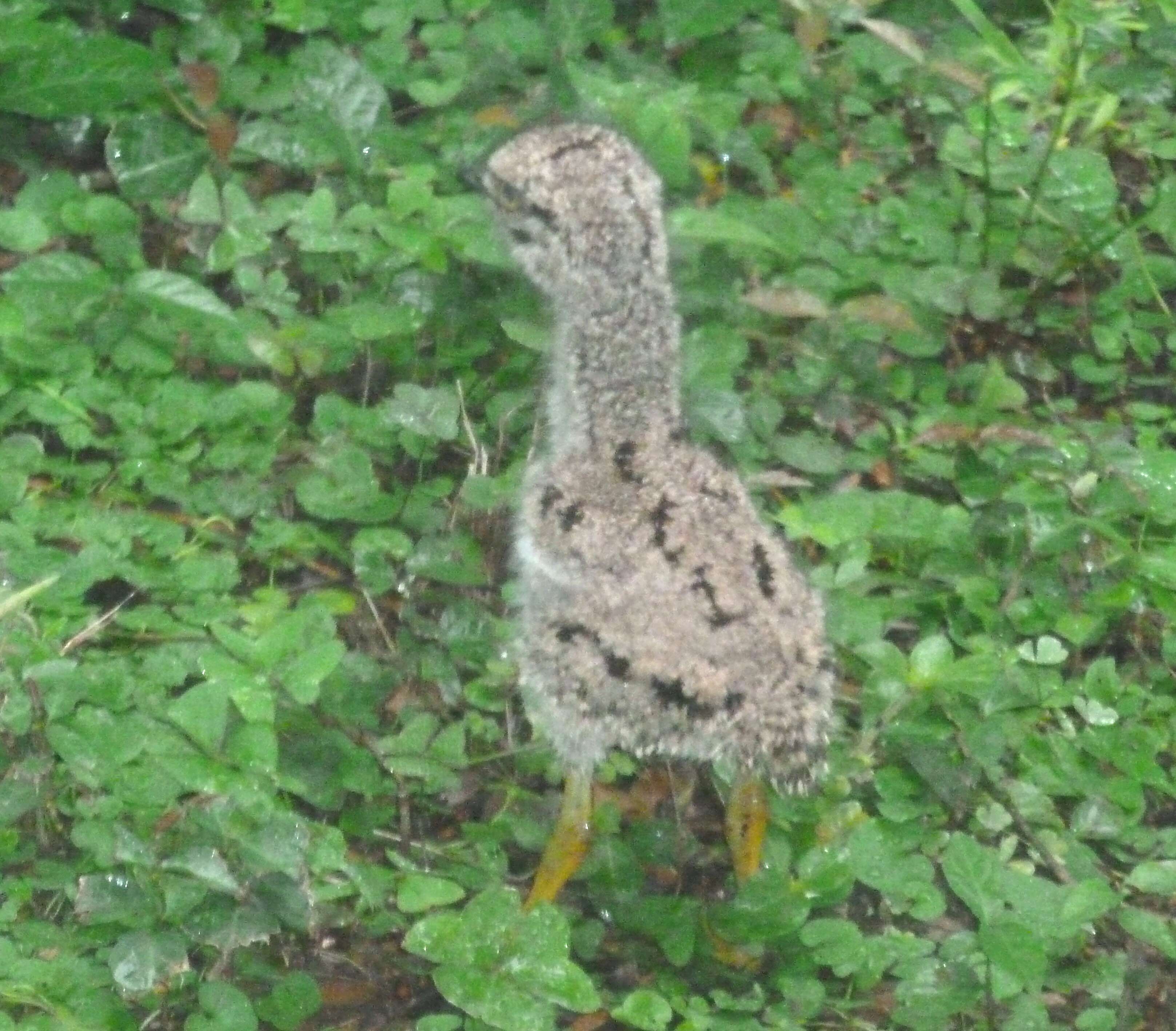 Image of Cape Thick-knee