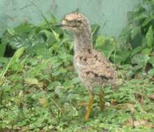 Image of Cape Thick-knee